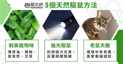 怎麼驅趕老鼠|3個天然驅鼠方法實用大公開！老鼠會自己離開嗎？驅。